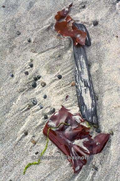 pebbles seaweed sand 3709 6 graphic